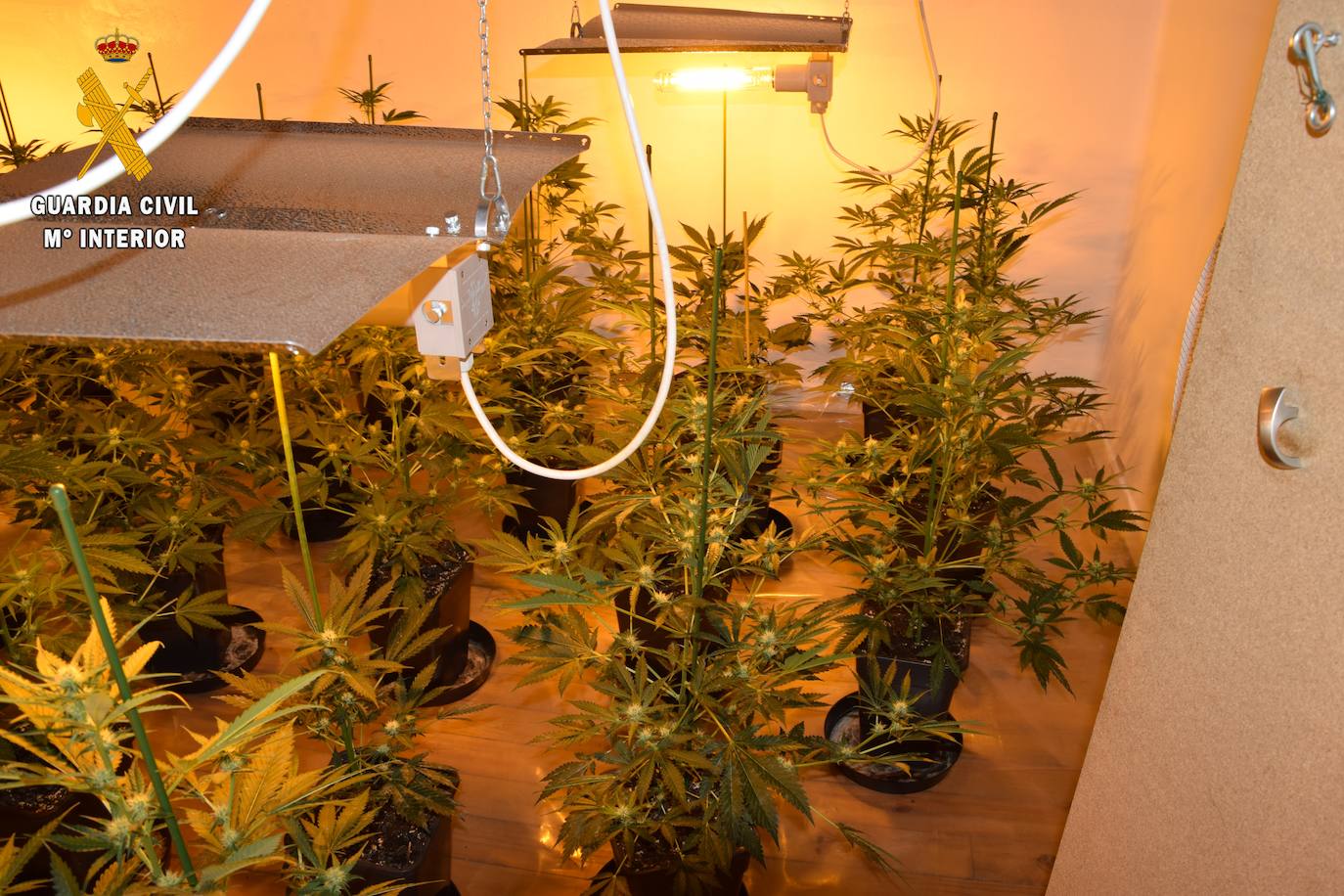 La Guardia Civil ha desmantelado una plantación de marihuana con 81 plantas de cannabis sátiva en una casa de las Regueras. Los agentes también investigan un presunto delito de defraudación de red eléctrica al encontrar un enganche fraudulento. 