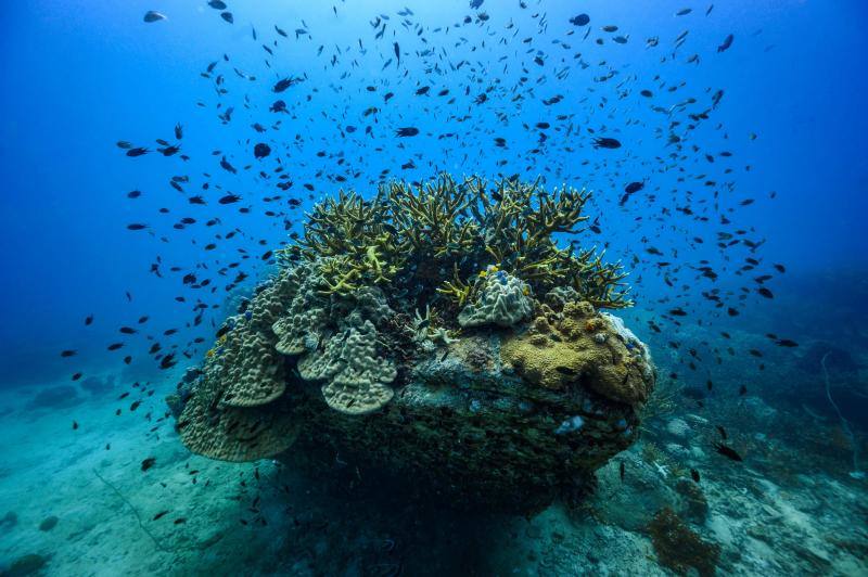 Espectaculares imágenes de anémonas, peces, o corales en la isla de Koh Tao, en la provincia de Surat Thani, en el sur de Tailandia.