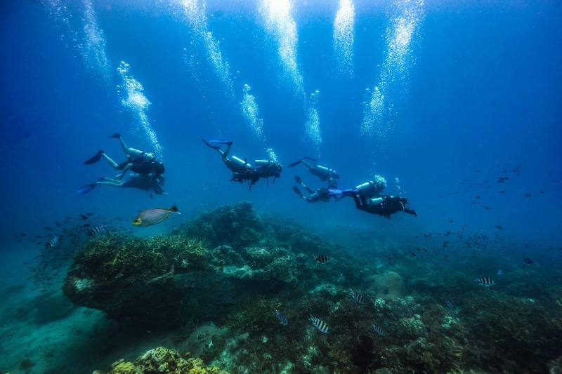 Espectaculares imágenes de anémonas, peces, o corales en la isla de Koh Tao, en la provincia de Surat Thani, en el sur de Tailandia.