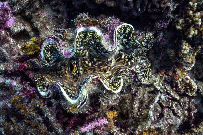 Espectaculares imágenes de anémonas, peces, o corales en la isla de Koh Tao, en la provincia de Surat Thani, en el sur de Tailandia.