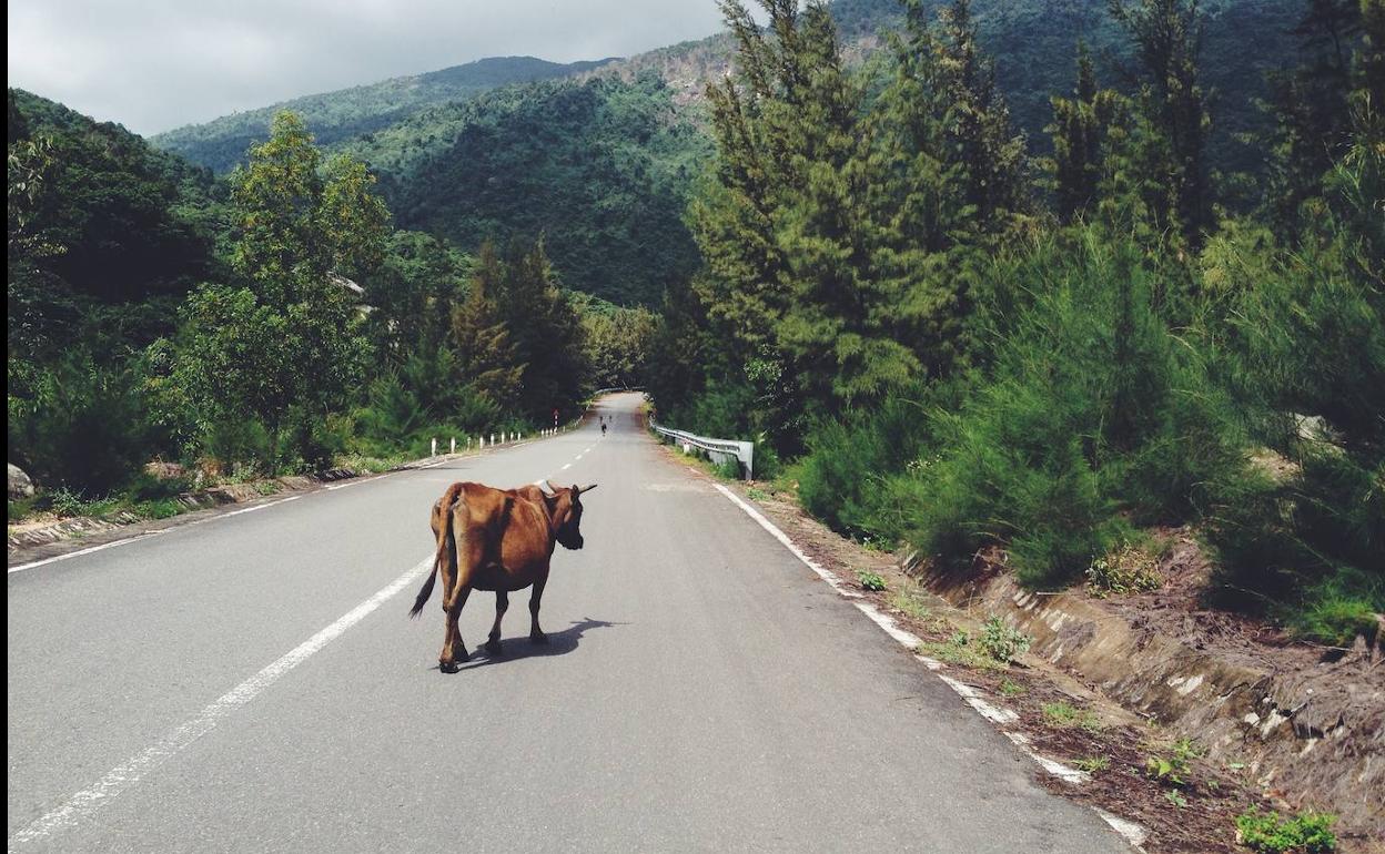 ¿Cómo actuar si se te cruza un animal en la carretera? La DGT responde