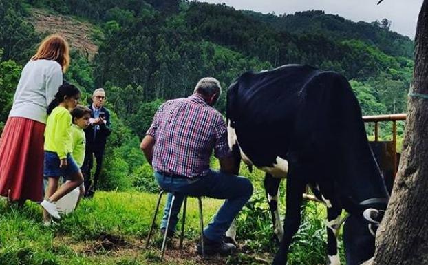 Vacas en la granja de Conlléu, en Colunga.