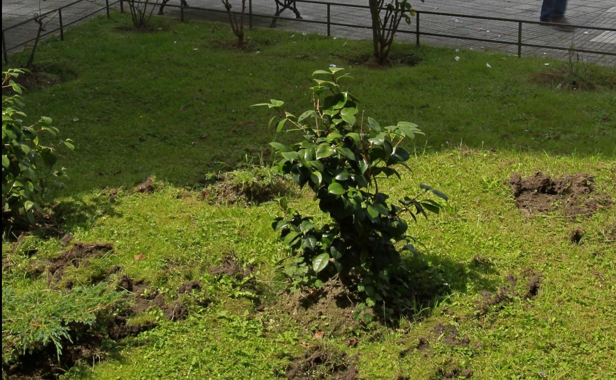 Destrozos causados por los jabalíes en Otero. 