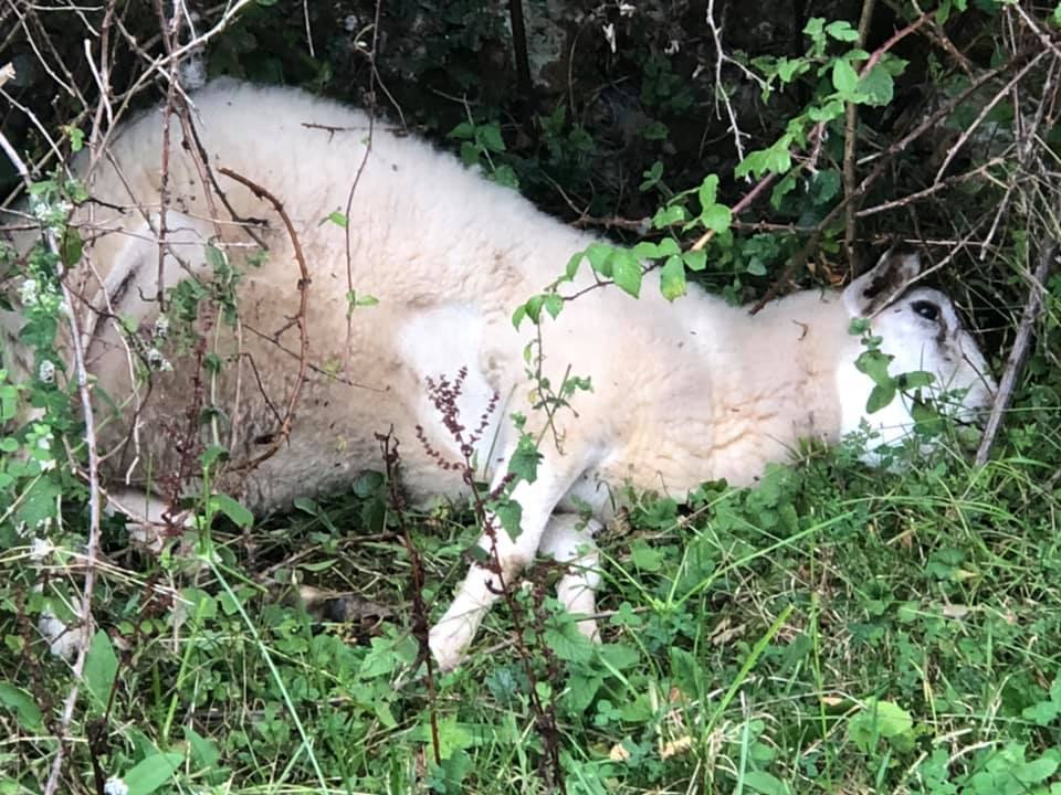 Varios vecinos alertaron de la presencia de los animales muertos de diferentes edades. 