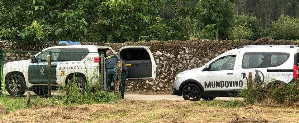 Varios vecinos alertaron de la presencia de los animales muertos de diferentes edades. 