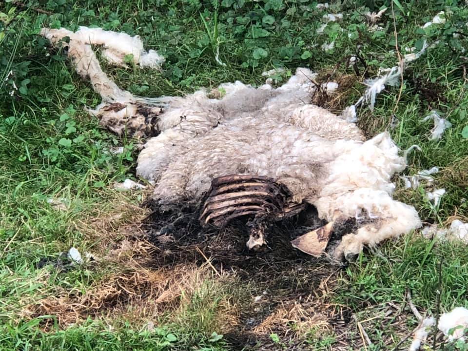 Varios vecinos alertaron de la presencia de los animales muertos de diferentes edades. 