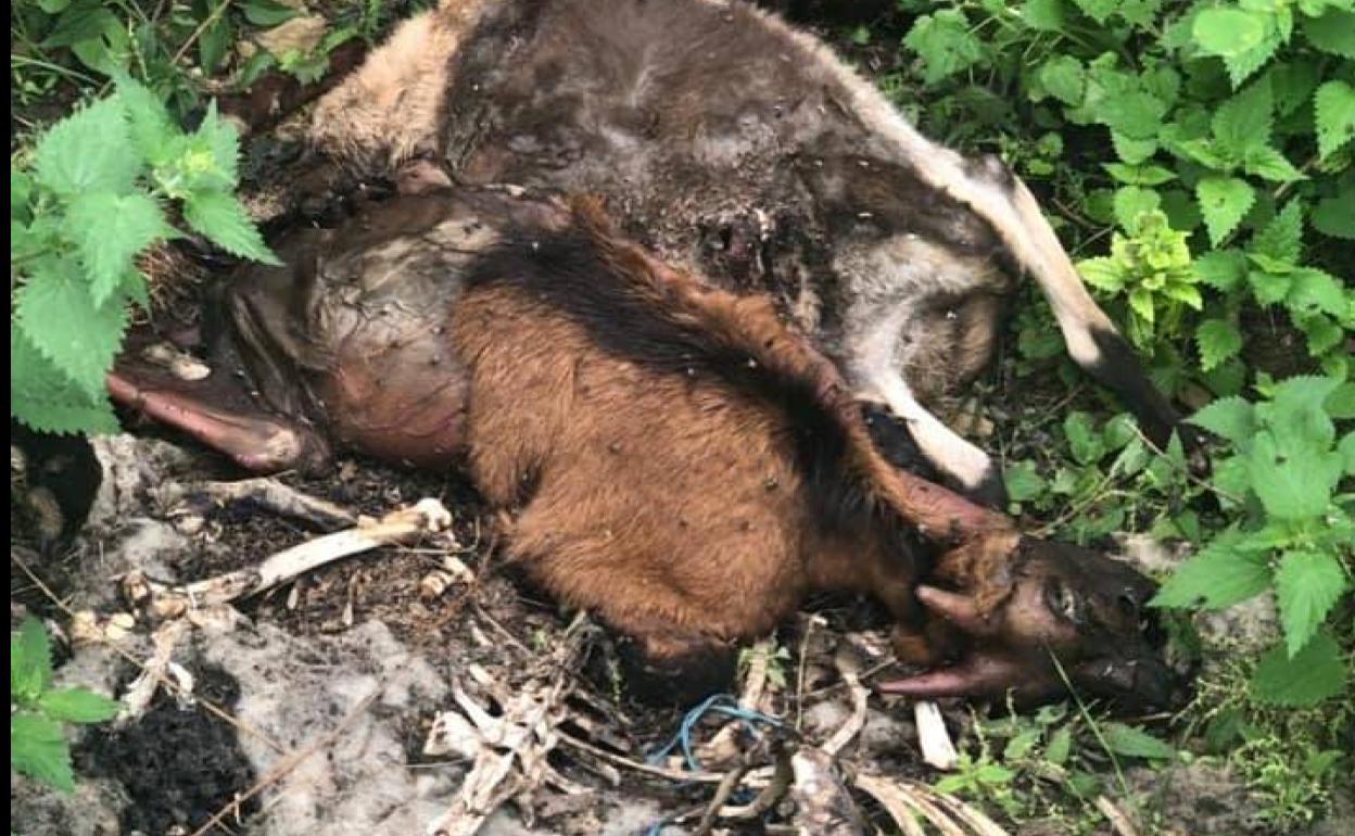 Aparecen otras seis cabras muertas en una finca de Llanes