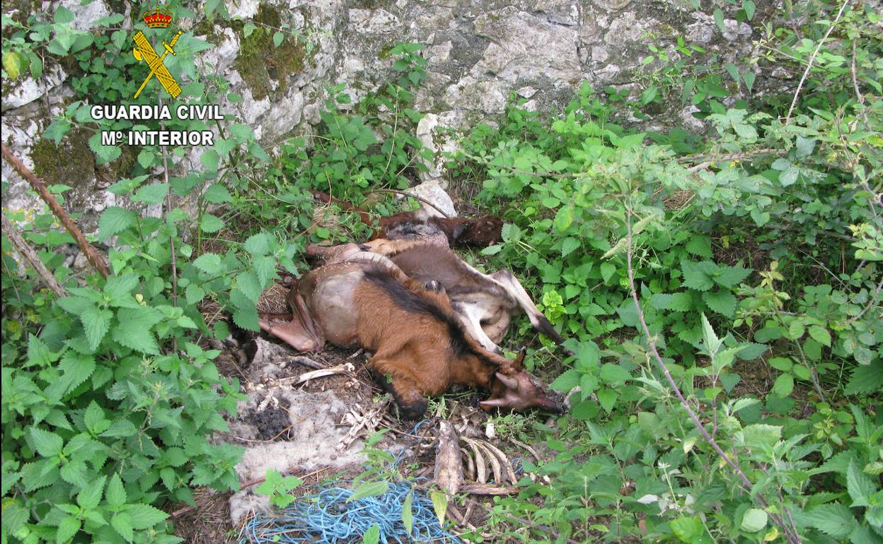 Animales muertos hallados en Pancar, Llanes. 