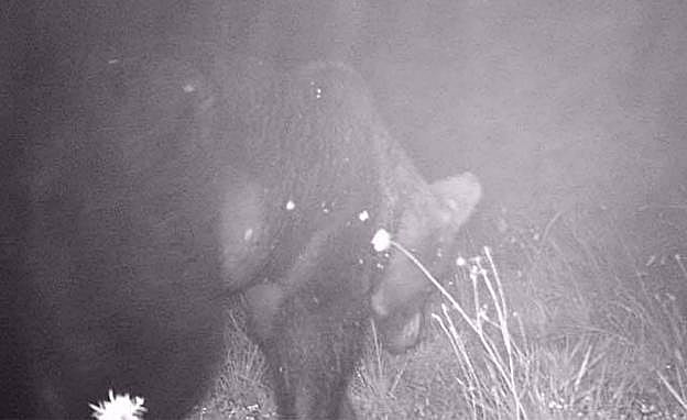 'Magnus', el gran oso del Huerna, regresa a Jomezana