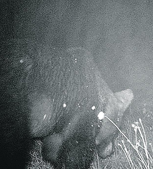 El oso, captado por la cámara de vigilancia de un vecino. 