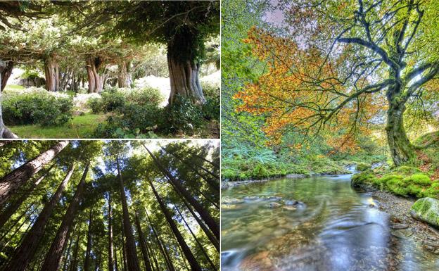 Los 10 bosques más bonitos para visitar en el norte de España