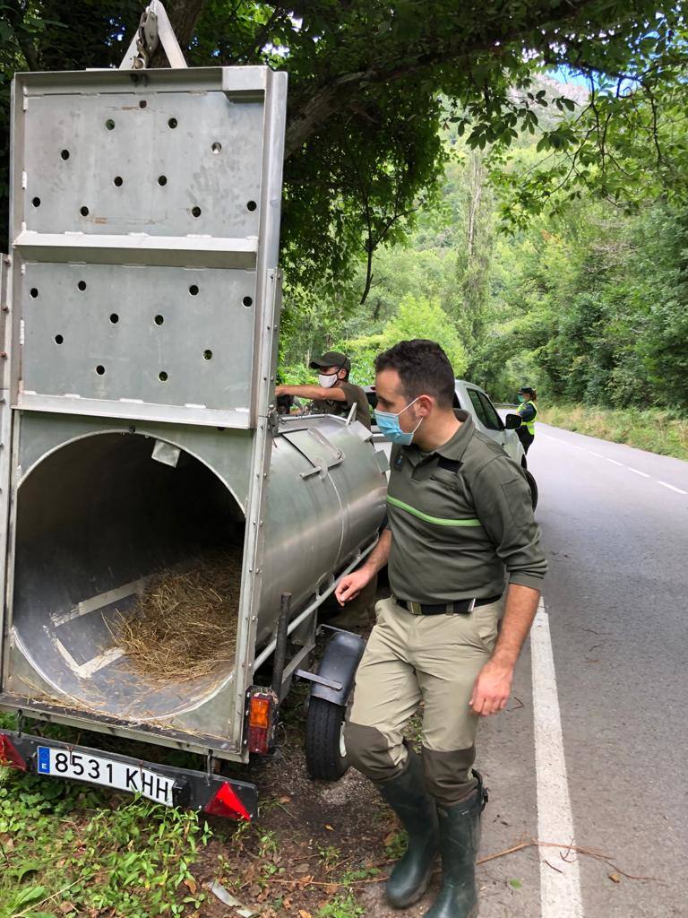 El animal salió de improviso a la calzada, por lo que el conductor que lo atropelló no pudo evitar el accidente.