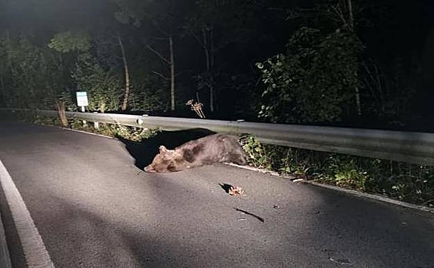 El animal salió de improviso a la calzada, por lo que el conductor que lo atropelló no pudo evitar el accidente.