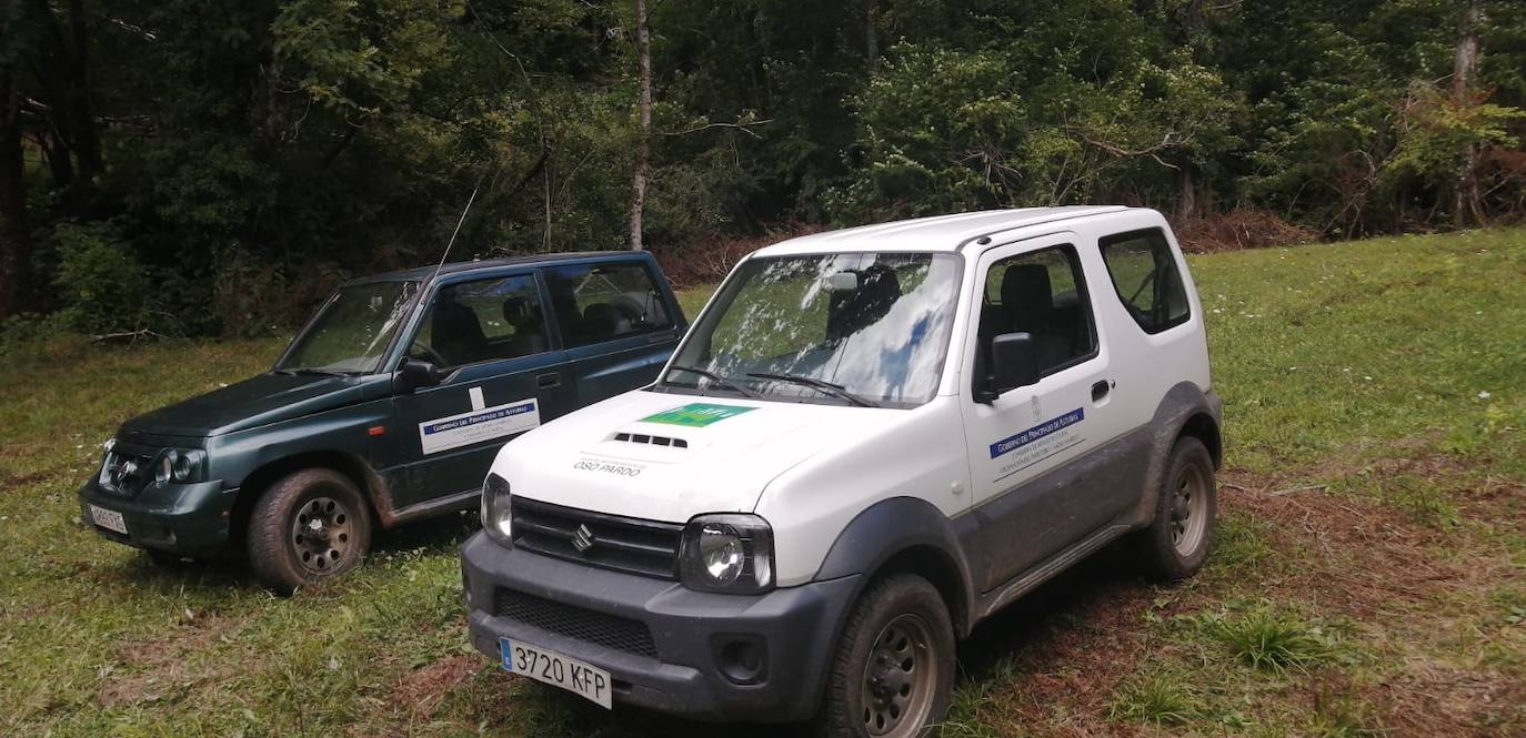 El animal salió de improviso a la calzada, por lo que el conductor que lo atropelló no pudo evitar el accidente.