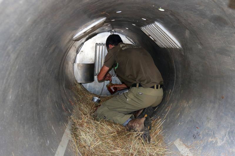 El animal salió de improviso a la calzada, por lo que el conductor que lo atropelló no pudo evitar el accidente.