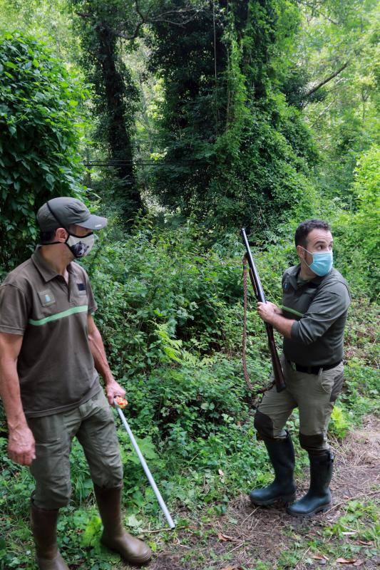 El animal salió de improviso a la calzada, por lo que el conductor que lo atropelló no pudo evitar el accidente.