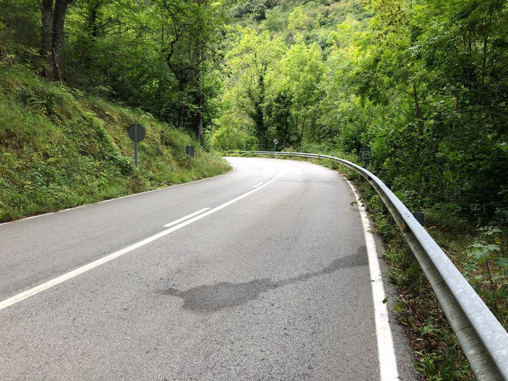 El animal salió de improviso a la calzada, por lo que el conductor que lo atropelló no pudo evitar el accidente.