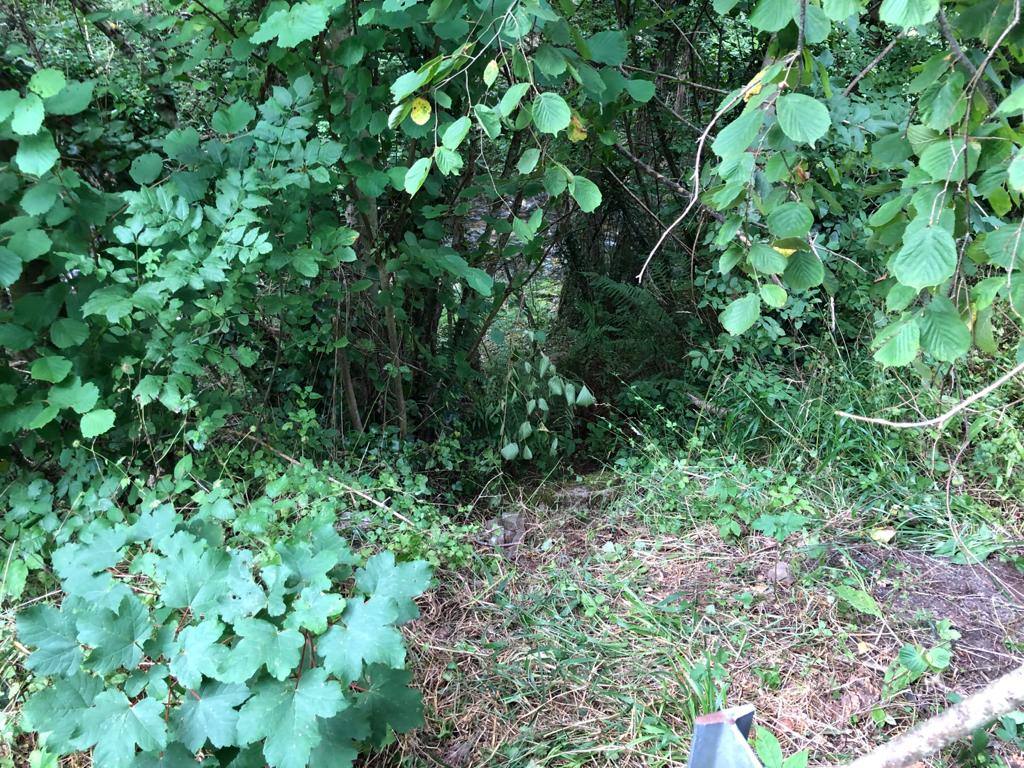 El animal salió de improviso a la calzada, por lo que el conductor que lo atropelló no pudo evitar el accidente.