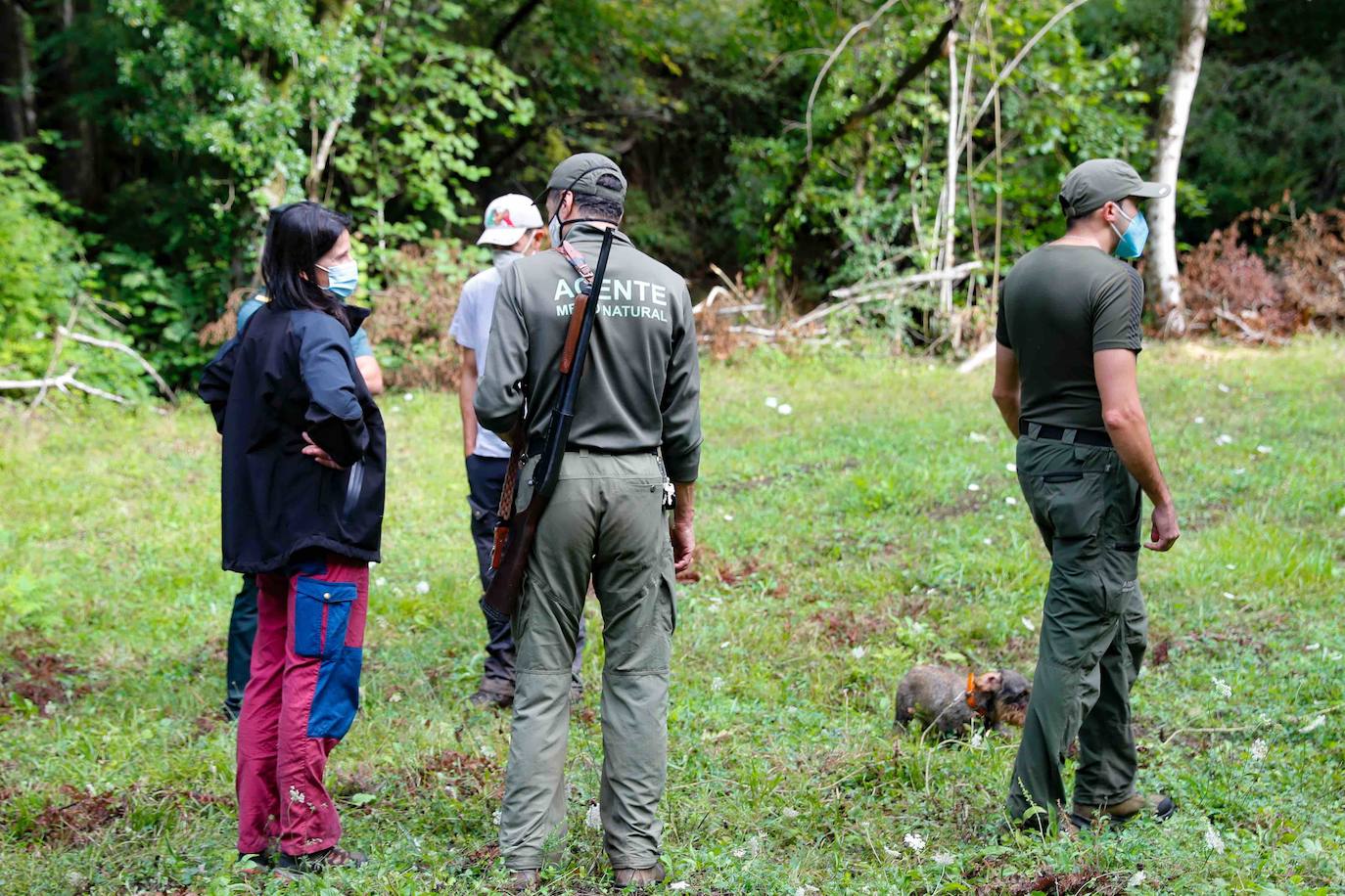 La búsqueda del plantígrado resulta compleja debido a las dificultades de acceso en una zona de monte bajo