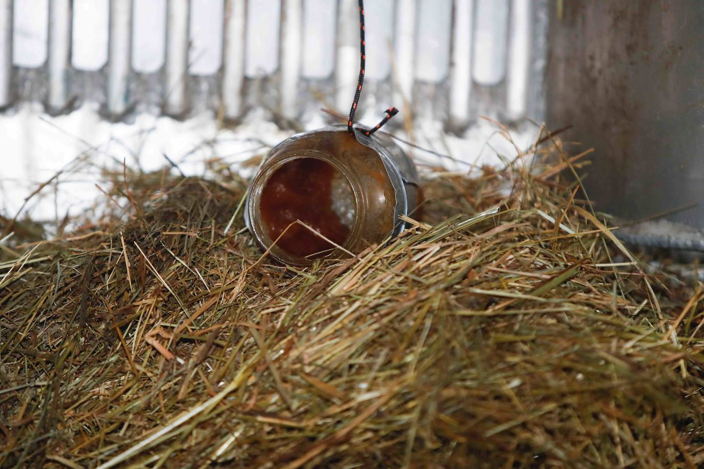 La búsqueda del plantígrado resulta compleja debido a las dificultades de acceso en una zona de monte bajo