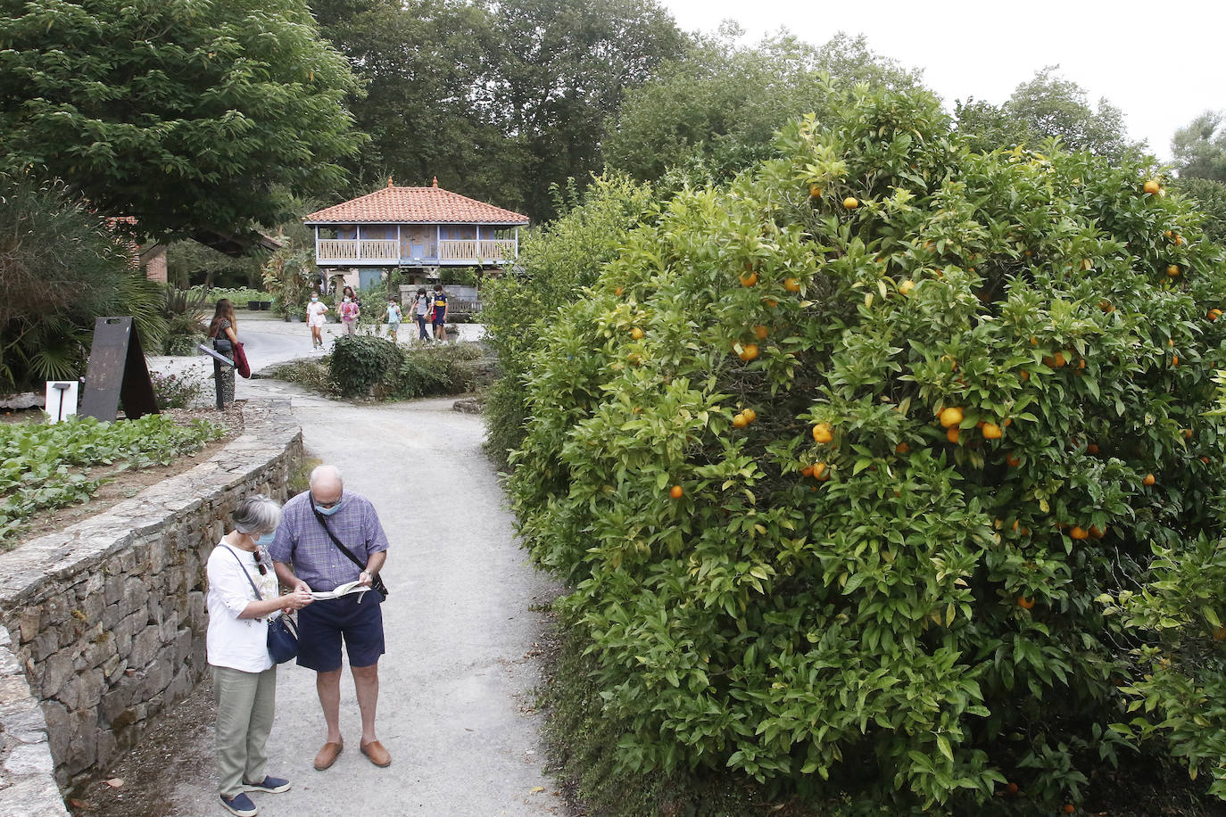 El Jardín Botánico Atlántico de Gijón es un espacio vivo, que ocupa 25 hectáreas de terreno perfectamente diseñadas y se convierte en un gran expositor, un microcosmos verde y florido en el que crecen multitud plantas y árboles