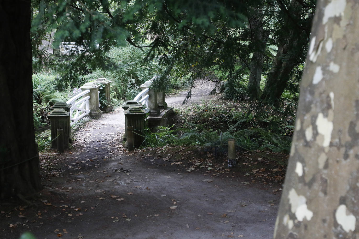 El Jardín Botánico Atlántico de Gijón es un espacio vivo, que ocupa 25 hectáreas de terreno perfectamente diseñadas y se convierte en un gran expositor, un microcosmos verde y florido en el que crecen multitud plantas y árboles