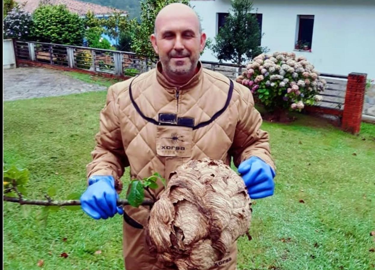 Rubén Barrera, con un nido de avispa asiática. 