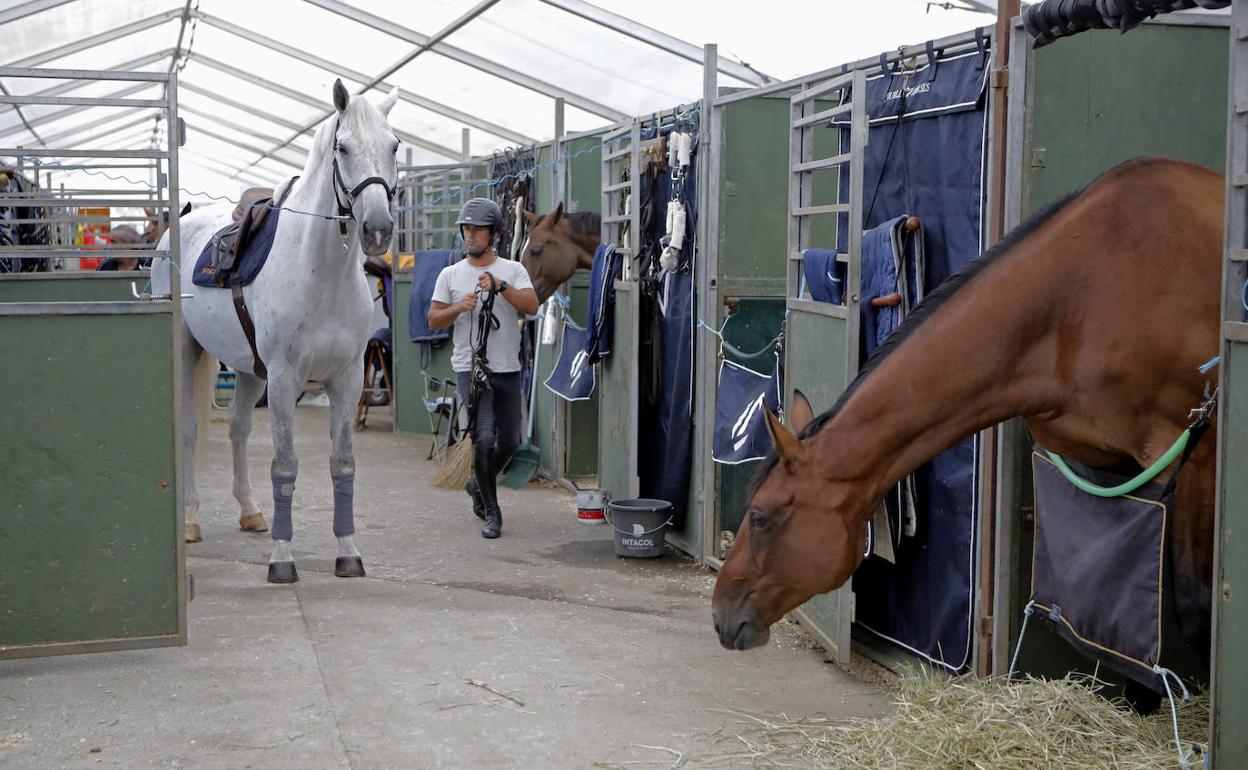 Caballos en las instalaciones del Chas.