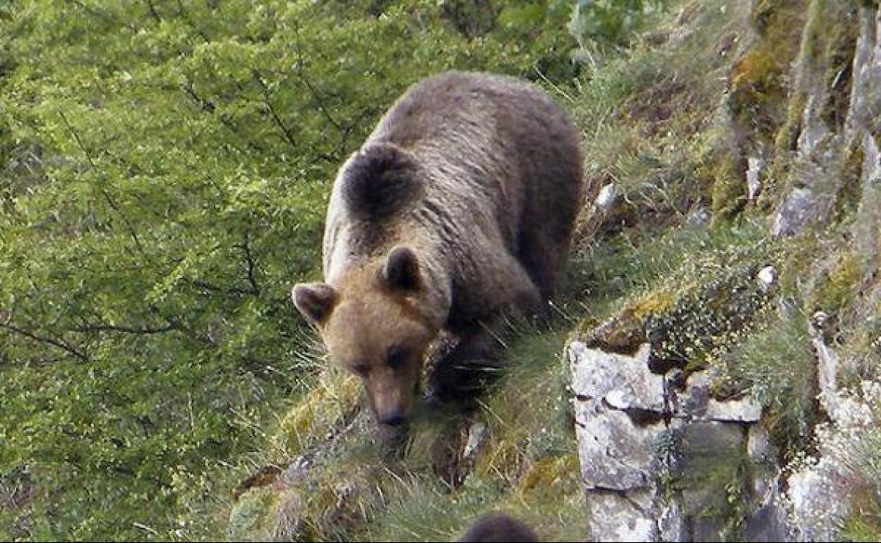 Asturias participará en el primer censo genético de la población de oso pardo en España