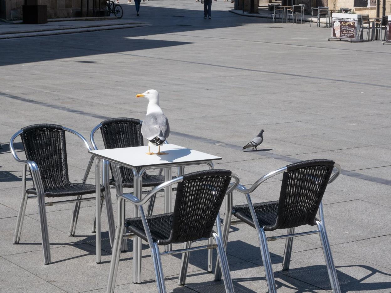 Algunas gaviotas han 'colonizado' las terrazas del centro de Avilés. 