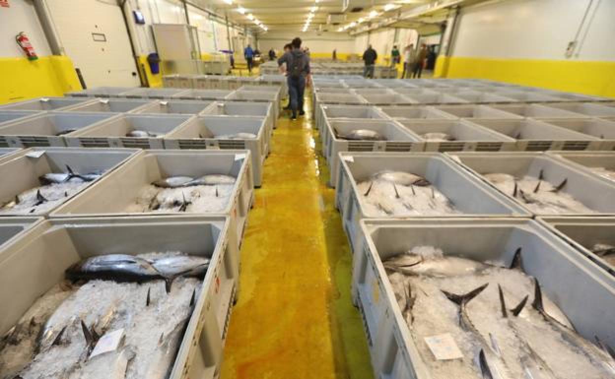 La costera del bonito se cierra en Asturias con la captura de un millón de kilos