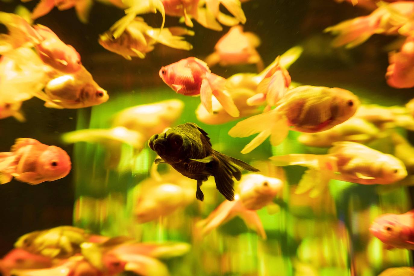 'Reflecterium' es una exposición que tiene lugar una vez al año y es una de las más populares durante el verano de la capital nipona y se ha ganado el cariño de sus habitantes debido a esa mezcla de cultura tradicional con juegos de luces y hasta aromas.