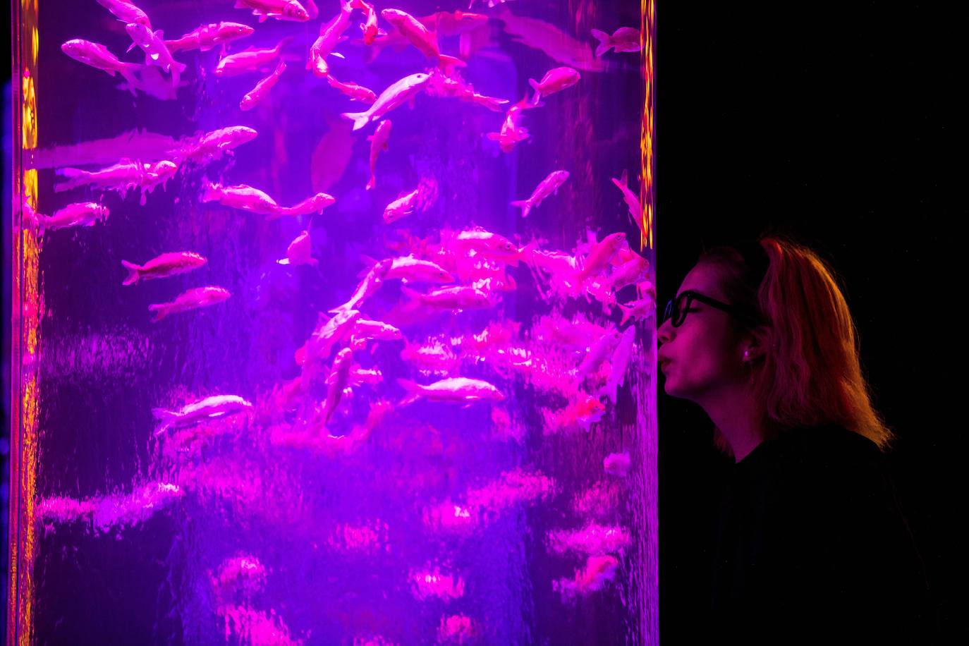 'Reflecterium' es una exposición que tiene lugar una vez al año y es una de las más populares durante el verano de la capital nipona y se ha ganado el cariño de sus habitantes debido a esa mezcla de cultura tradicional con juegos de luces y hasta aromas.