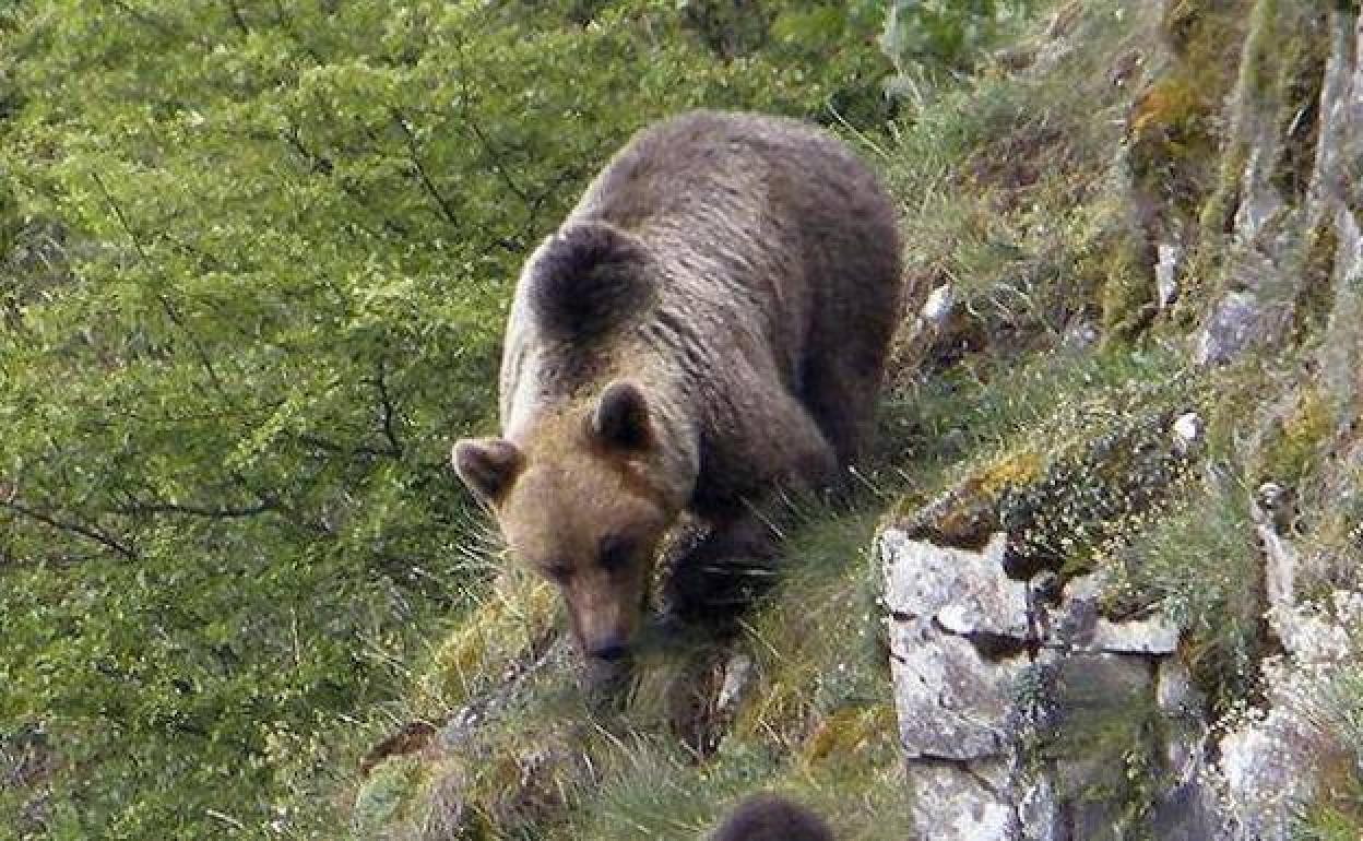 Un ejemplar de oso pardo, en la Cordillera Cantábrica