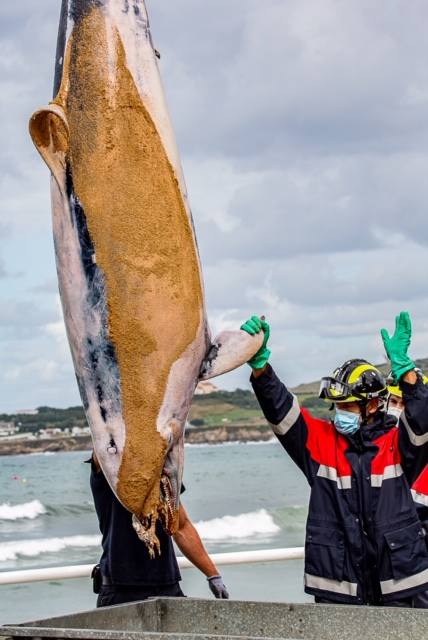 El cadáver de un delfín apareció este sábado en aguas de la playa de San Lorenzo. Las mareas arrastraron al animal hasta la zona de la Escalerona.