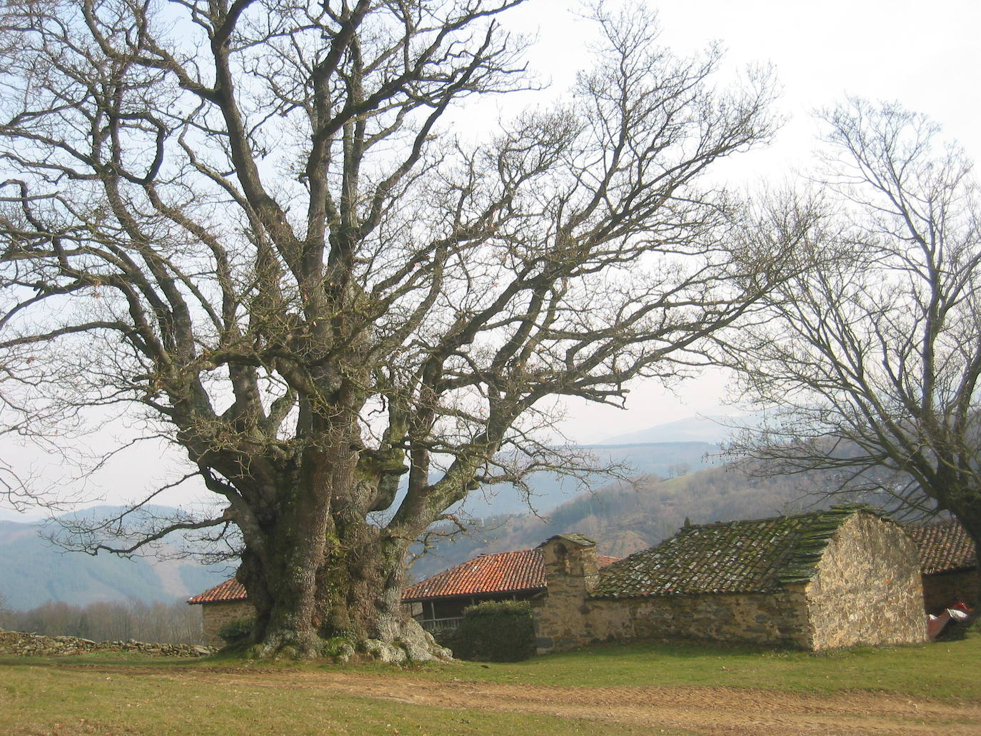 En el mismo año que el magnífico ejemplar gijonés, se declaró Monumento Natural el Carbayón de Valentín, en Tineo, de 16 metros de altura, 10,5 de diámetro y 20 de copa. Si sus dimensiones no fueran suficientes para dar idea de su longevidad, existen referencias a este árbol en documentos anteriores al descubrimiento de América.