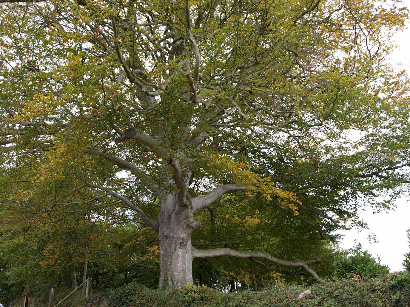 Otro árbol majestuoso que desapareció para siempre era la Fayona de Eiros, en Tineo. Con más de 200 años, cayó a causa del mismo temporal que en 2009 dañó el Tejo de Pastur. Monumento Natural desde 1995, cuando se perdió tenía 28 de altura metros, una copa de 30 metros y un diámetro de tronco de 4,45 metros.