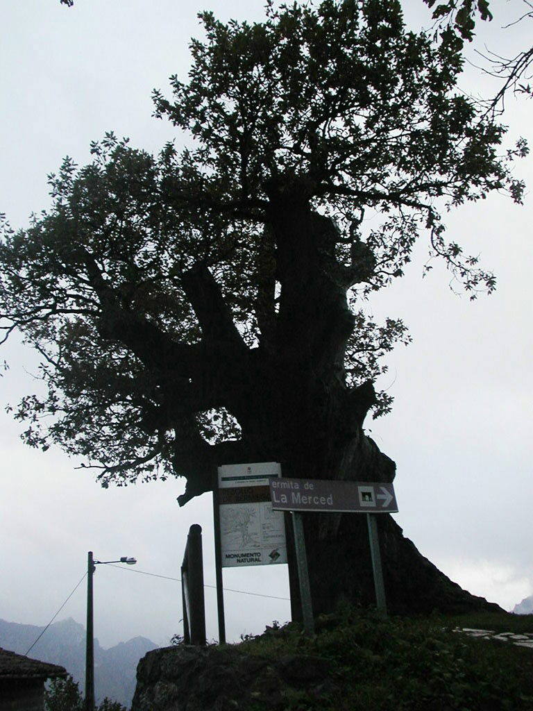 Esta lista de la naturaleza monumental de Asturias incluía dos elementos hoy desaparecidos. Uno era el roble de Bermiego, que se perdió el 22 de abril de 2014. Monumento Natural desde 1995, se encontraba junto a la capilla de San Antonio, medía casi diez metros, su copa alcanzaba los 19 metros y su tronco rozaba los seis. Con todo, no pudo soportar los envites de un temporal que lo acabó derribando.