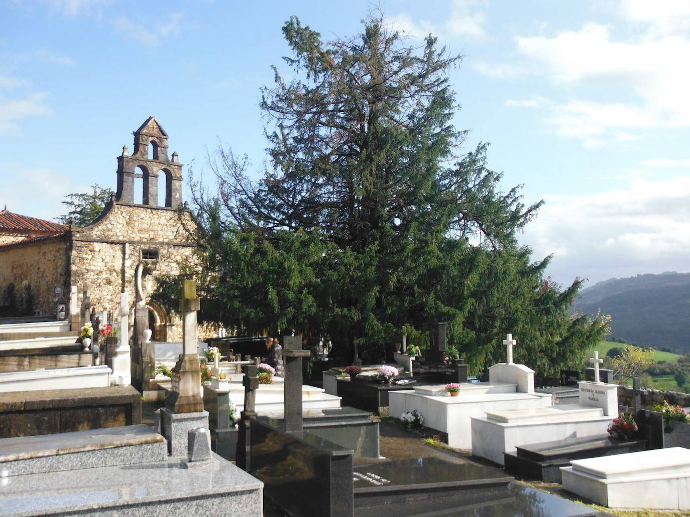 El tejo de Salas, Monumento Natural desde 1995, se ubica en el cementerio de la villa, junto a la antigua iglesia parroquial de San Martín, declarada Bien de Interés Cultural, con unos ochocientos años de historia. Sus dimensiones también son destacables: 15,50 metros de altura, seis metros de diámetros y trece de copa.