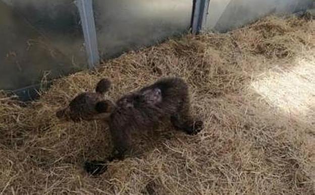 La osezna, en el centro de recuperación cántabro. 