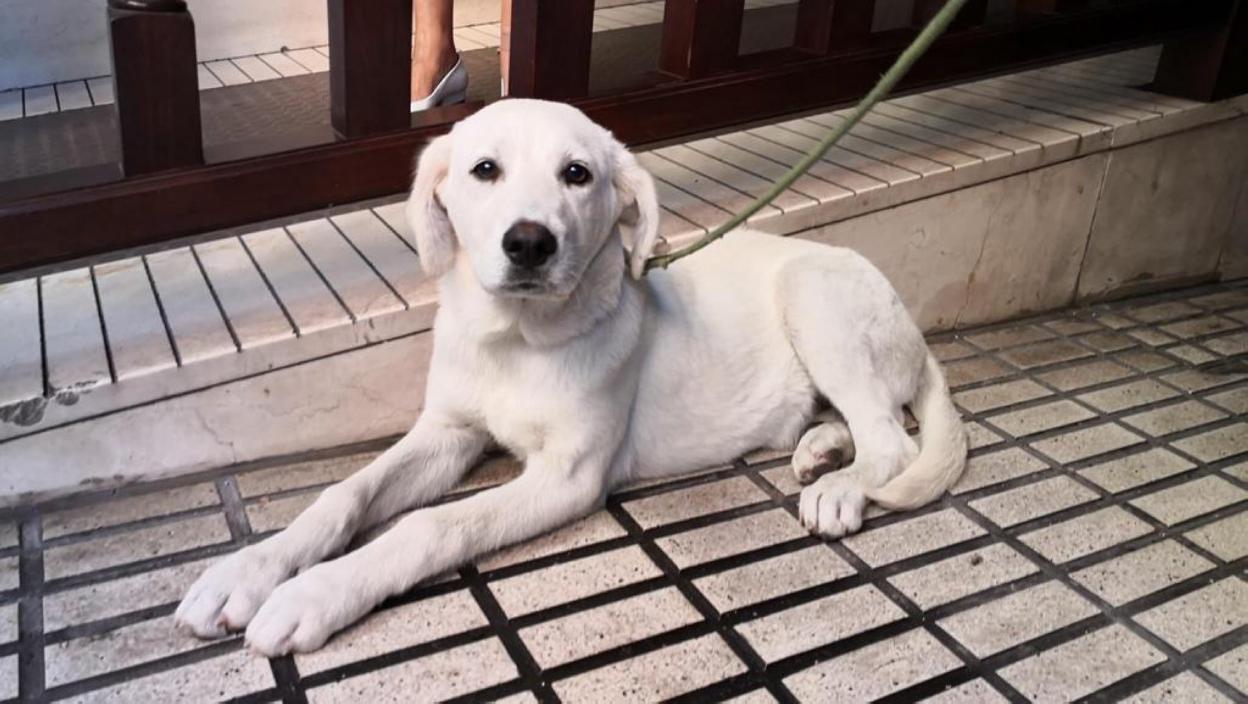 Cachorra abandonada. 