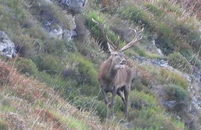 Imagen secundaria 1 - La berrea del venado, el atractivo turístico del otoño en Somiedo