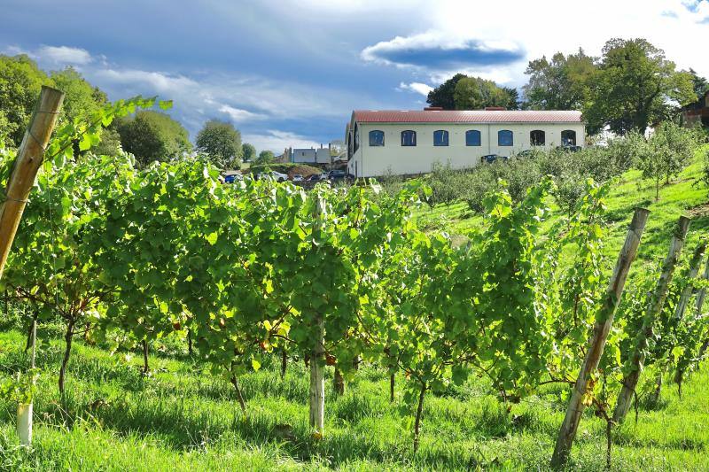 El Grupo Nature planea producir cerca de 18.000 litros de vino parragués en Huexes y en 2021 ampliará su oferta con visitas guiadas a los viñedos y catas.