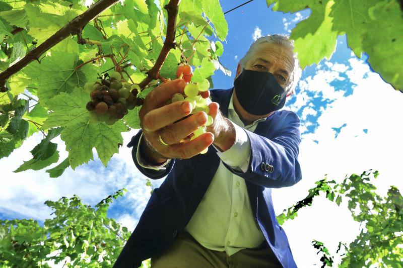 El Grupo Nature planea producir cerca de 18.000 litros de vino parragués en Huexes y en 2021 ampliará su oferta con visitas guiadas a los viñedos y catas.