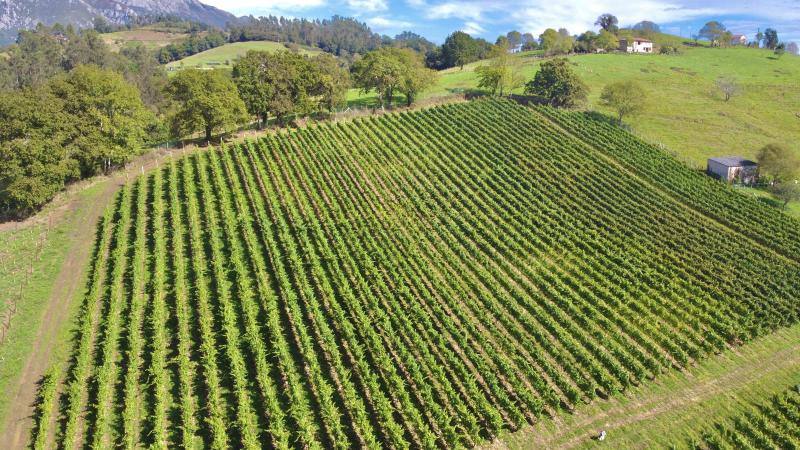 El Grupo Nature planea producir cerca de 18.000 litros de vino parragués en Huexes y en 2021 ampliará su oferta con visitas guiadas a los viñedos y catas.