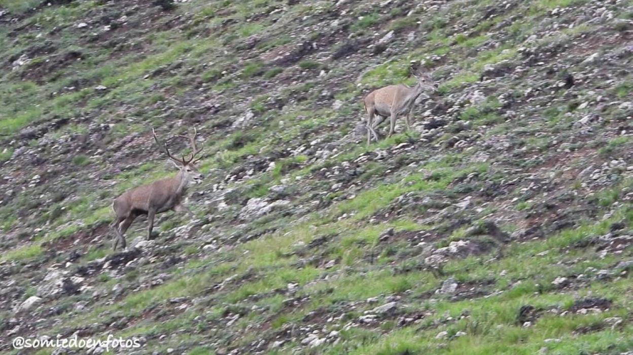 Dos venados, en el Parque Natural de Somiedo. 