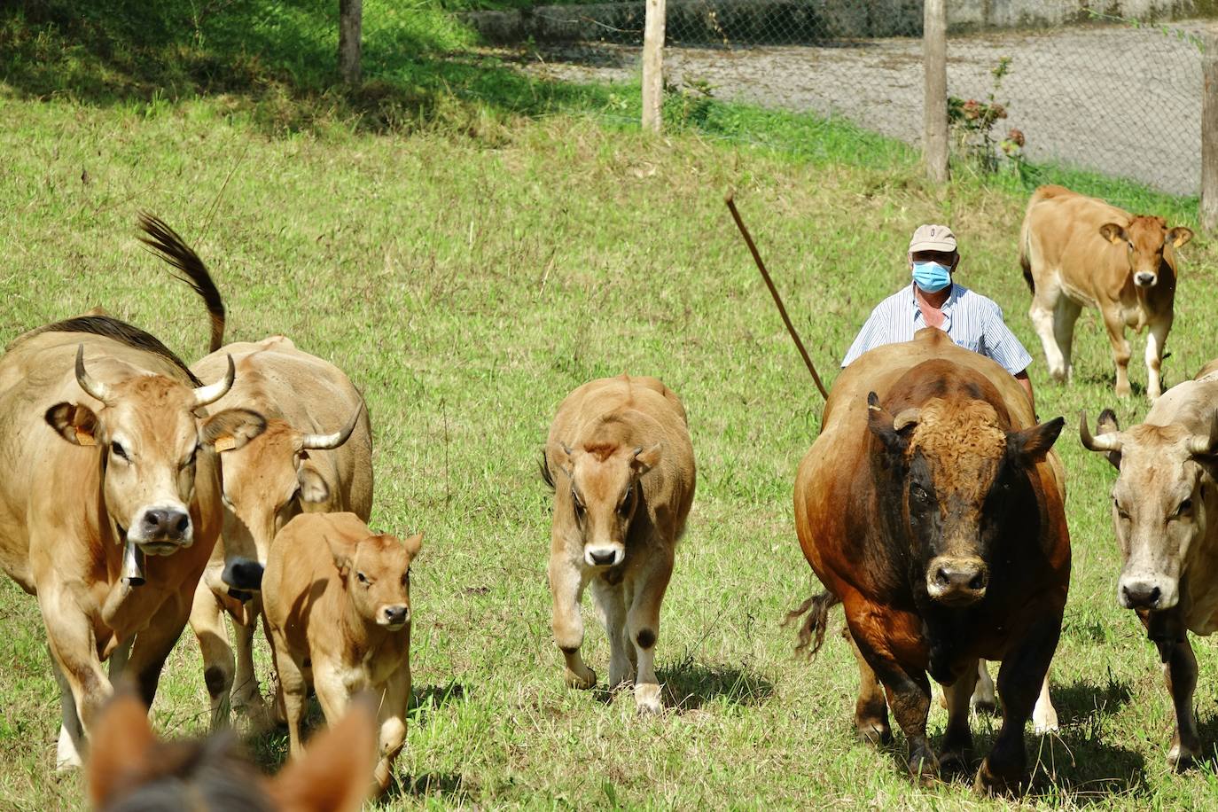 La feria de San Mateo, en Benia de Onís, inauguró este lunes la temporada 'post covid' de unas de las citas más esperadas por parte de los ganaderos de la zona. Lamentaron la caída de demanda y de precios en una jornada con apenas un centenar de animales.