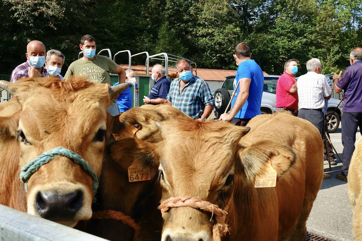 La feria de San Mateo, en Benia de Onís, inauguró este lunes la temporada 'post covid' de unas de las citas más esperadas por parte de los ganaderos de la zona. Lamentaron la caída de demanda y de precios en una jornada con apenas un centenar de animales.