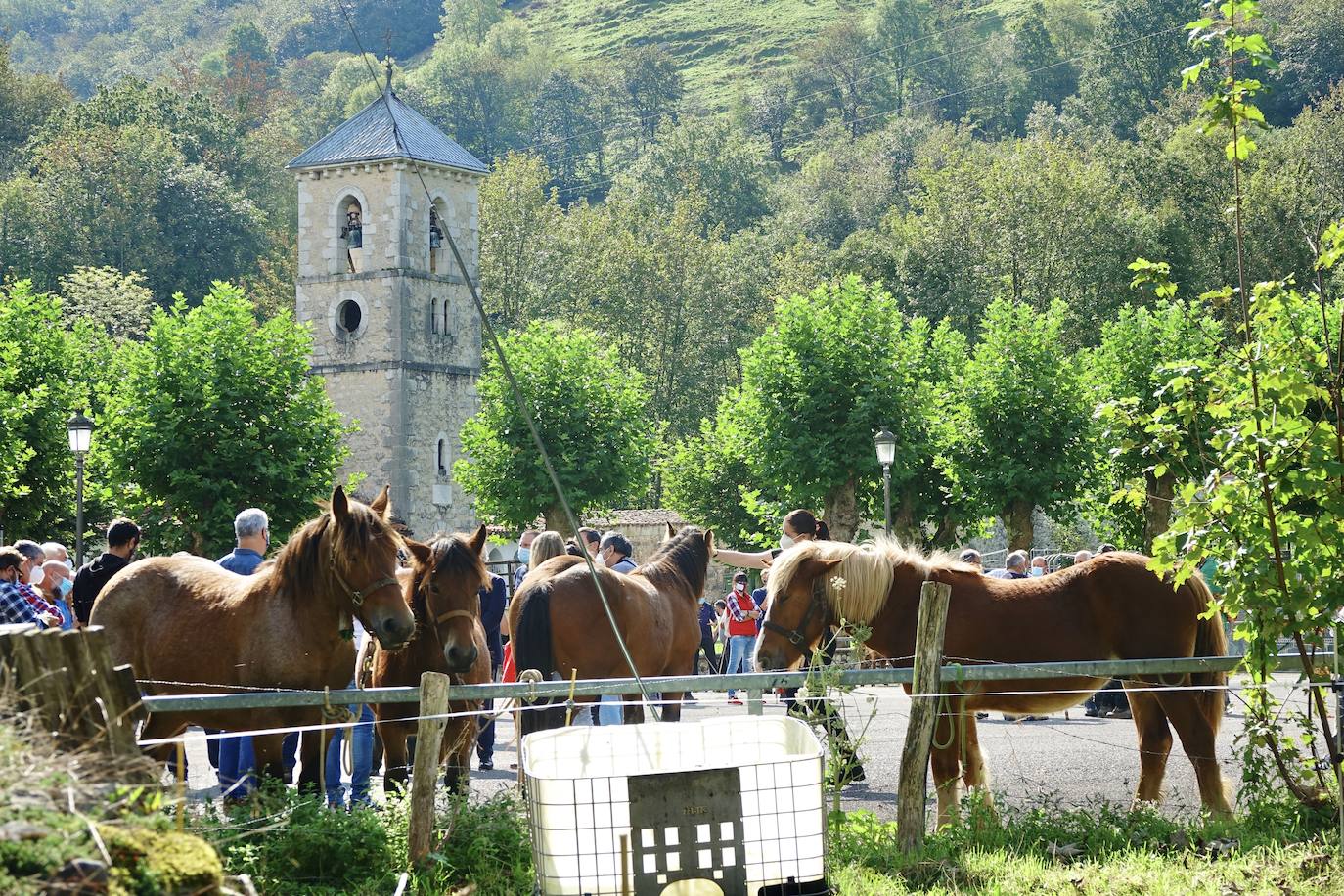 La feria de San Mateo, en Benia de Onís, inauguró este lunes la temporada 'post covid' de unas de las citas más esperadas por parte de los ganaderos de la zona. Lamentaron la caída de demanda y de precios en una jornada con apenas un centenar de animales.