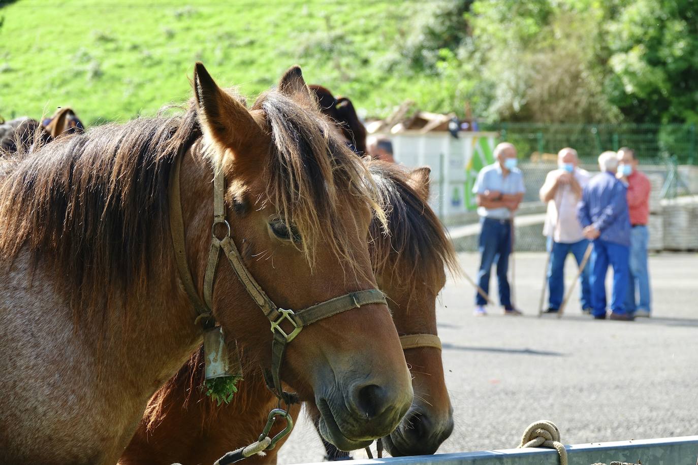 La feria de San Mateo, en Benia de Onís, inauguró este lunes la temporada 'post covid' de unas de las citas más esperadas por parte de los ganaderos de la zona. Lamentaron la caída de demanda y de precios en una jornada con apenas un centenar de animales.